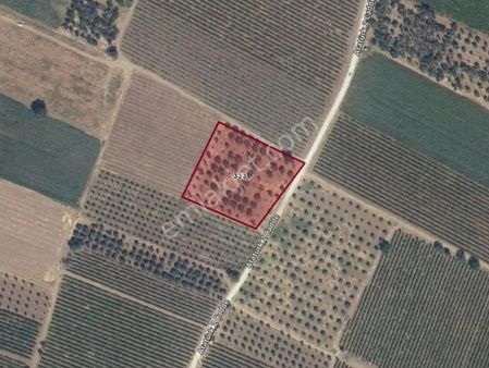 Alibeyli'de Yol Kenarı 4600m2 Satılık Zeytinlik