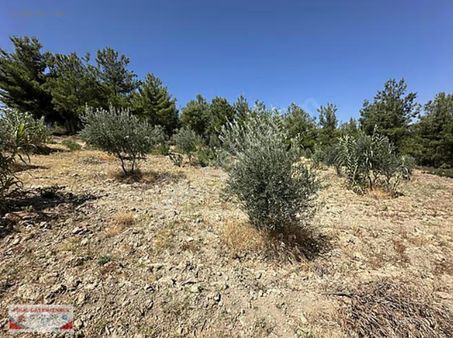 Manisa Sarınasuhlar'da Satılık 5.577 M2 Zeytinlik