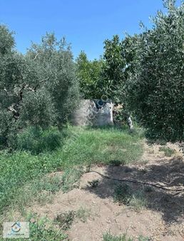 Yalınkuyu'da Satılık Bahçe