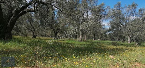 Çanakkale Ezine Mecidiye Köyünde Satılık Zeytinlik