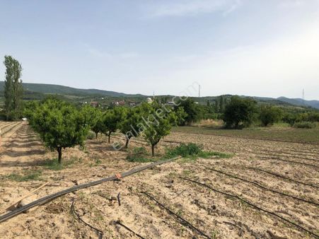 Turyapdan Bilecik Ciciler Köyünde 1800 M² Tarla