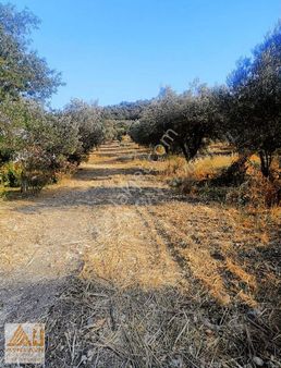 Ayn Gayrimenkul Den Aliağa Helvacı Da Satılık Tarla..