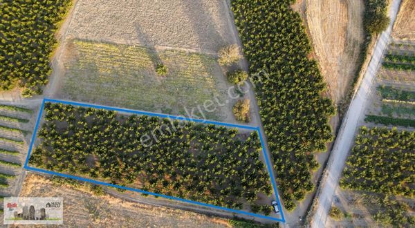 Musaköy'de 3078 M2 Deniz Tarafında Şeftali Tarlası Han Emlaktan