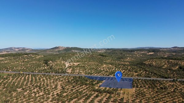 Anayola Cepheli Zeytinlik Ve Yatırım Fırsatı - Bozköy Bergama