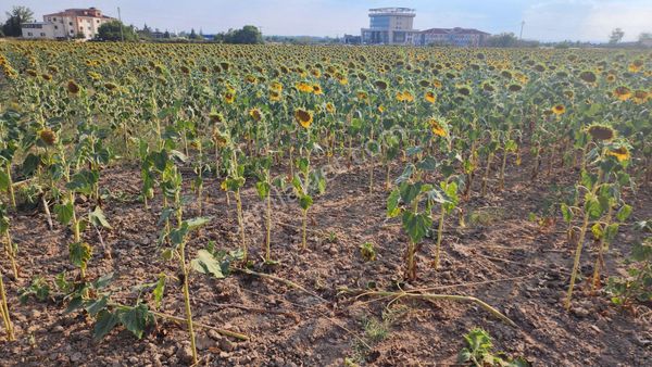 Edirne Kocasinan Otogar Yanı, Otel İzinli, Tek Tapu Satılık Arsa