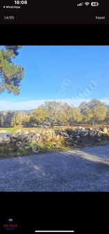 Manisa Akhisar Büknüş'te Kadastral Yola Cephe Satılık Zeytinlik