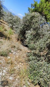 Muğla Seydikemer Kıncılar'da Konut İmarlı Arsamız Satılıktır