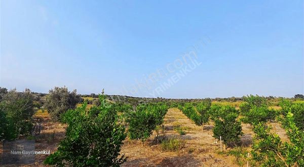 Civanyalağı Mahallesinde Satılık Narenciye Ve Zeytin Bahçesi
