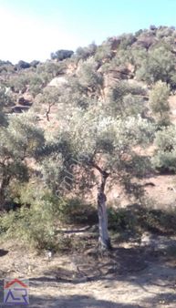 Ada Royal'den Muhteşem Manzaralı 2 Dönüm Zeytin Bahçesi