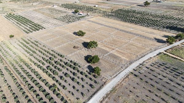 Tekeli Develi Üstünde Manzaralı Farklı M2 Kupon Arsalar Menderes İzmir