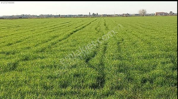 World İlkevim'den Haliliye Yazlıkavakda Satıllık 110 Dönüm Tarla