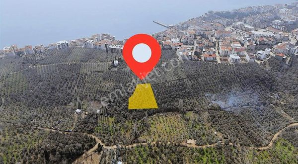 1858m2 İskeleye 3 Dakika Mesafede Kelepir Zeytinlik