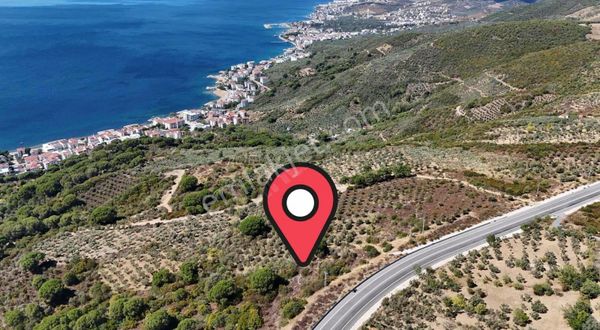 Nato Yoluna Cephe 3 Dönüm Full Manzaralı Yol Altı Zeytinlik