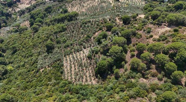 100 Ağaçlı Süper Manzaralı Nato Yoluna Girişli 2200m2 Zeytinlik