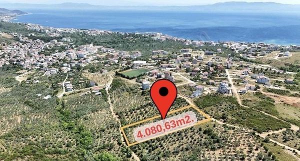 İmara 29 Metre 4 Dönüm Yatırımlık Zeytinlik