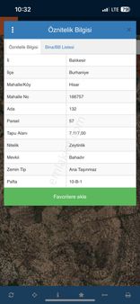 Hisarda Satılık 7dönüm Zeytinlik