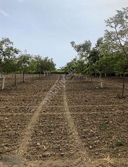 Çanakkale Biga Balıklıçeşme Köyü " Satılık Ceviz Bahçesi "