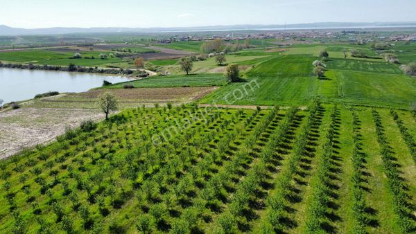 Edirne İpsala Kocahıdır Köyünde 426 M2 Badem Bahçesi