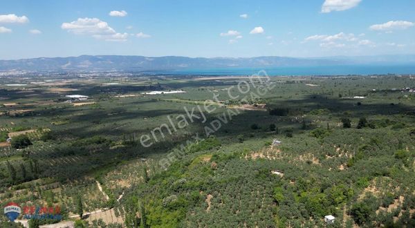 Remax Advantage-orhangazi Gemiç Manzaralı Zeytinlik Fiyat Düştü!