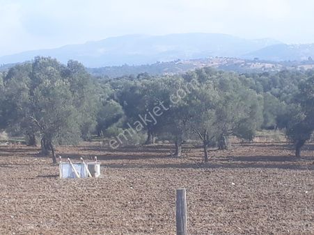 Golden Globy, Havran Kalabak'da Satılık 7,8 Dönüm Zeytinlik