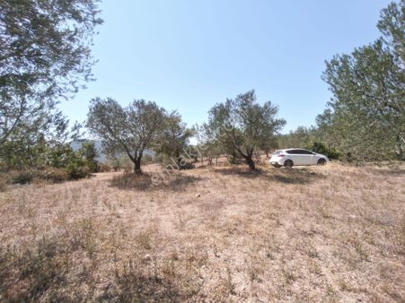 Golden Globy, Edremit Yaşyer'de Satılık 1.395 M2 Zeytinlik