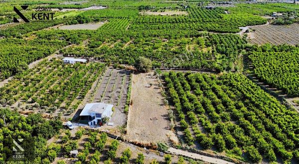 Kemalpaşa Ören Satılık 1513 M2 Bahçe Tek Tapu