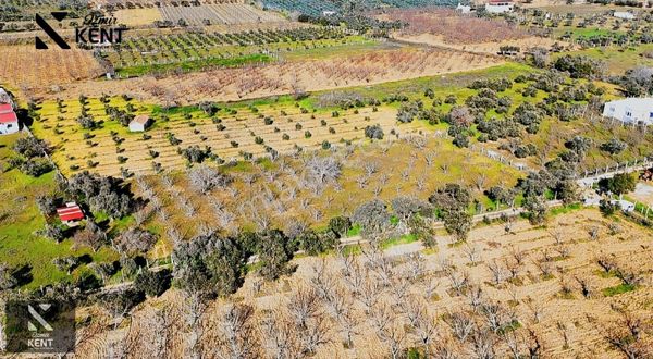Kemalpaşa Aşağıkızılca Satılık 4.129 M2 Zeytinlik-cevizlik