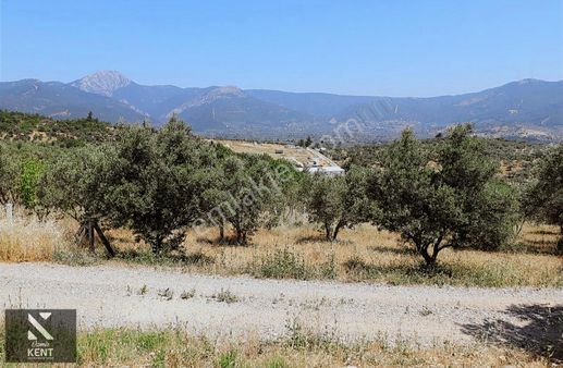 Kemalpaşa Vişnelide Satılık 1800 M2 Bahçe