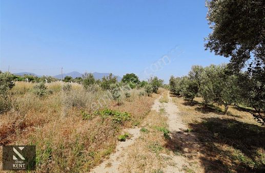 Kemalpaşa Aşağı Kızılca Ova Da Satılık Tek Tapu 1031 M2 Tek Tapu