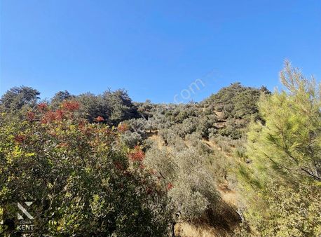 Kemalpaşa Ören 75. Yıl Cumhuriyet Satılık Bahçe 790 M2