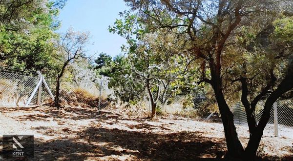 Kemalpaşa Armutlu Satılık 300 M2 Bahçe Tek Tapu