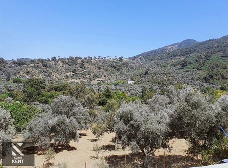 Kemalpaşa Aşağıkızılca Satılık 1910 M2 Zeytinlik Tek Tapu