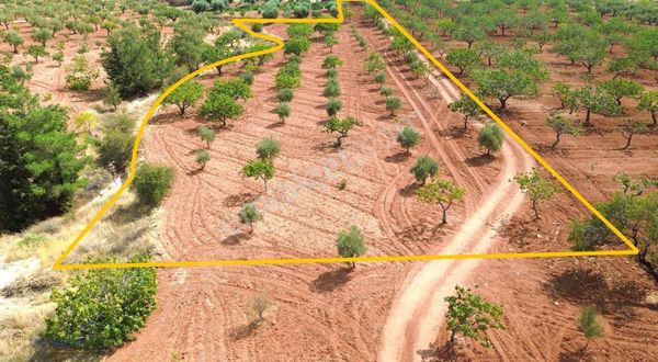 Zeytinlide 5.450 M² Müstakil Arazi | 49 Fıstık, 38 Zeytin Ağacı