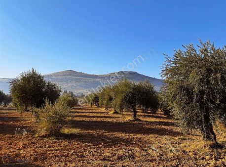 Nizip/altındağ'da Bakımlı Yola Sıfır Arazi