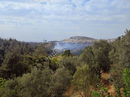 Remax Leon Kestel Çataltepede Satılık Manzaralı 600 M2 Zeytinlik