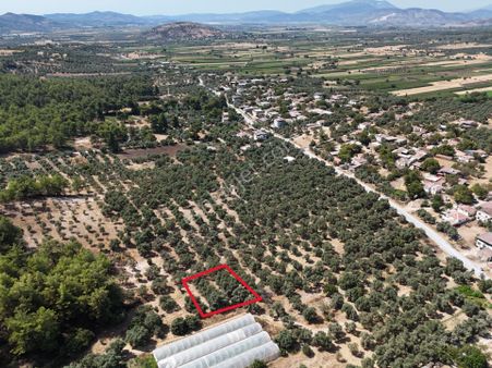 Milas Çamovalı’da Havalimanına Yakın 479m2 Satılık Zeytinlik