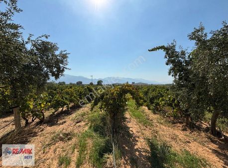1 İzmir Kemalpaşa Halilbeyli'de Satılık 13 Dönüm Tarla