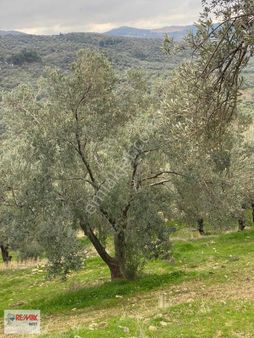 21 Balıkesir Gömeç Dursunlu Mahallesinde 60 Ağaçlık Zeytinlik