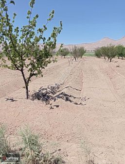 Kurtsoy'dan Yeşilhisarda 6.260 M2 Sulu Bağ,merkeze 1.5 Km