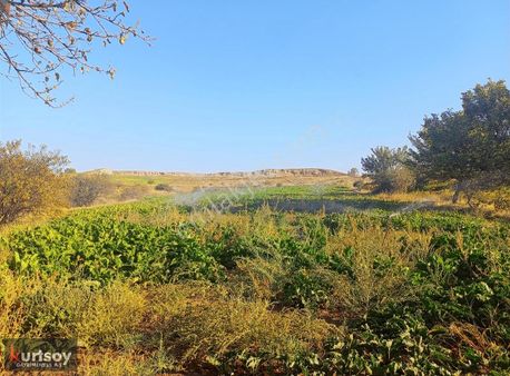 Kurtsoydan Ebiçde Sulu Verimli Fırsat Tarla