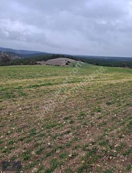 Uşak Eşme Güllü Satılık 16.483 M² Tarla