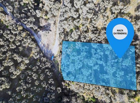 Yalı Asfaltına Cephe Deniz Manzaralı 6 Dönüm Zeytinlik