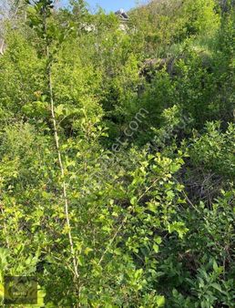 Pratik Den//ağırnas Koramaz Vadisi'nde Yola Cephe Cennet Bahçesi