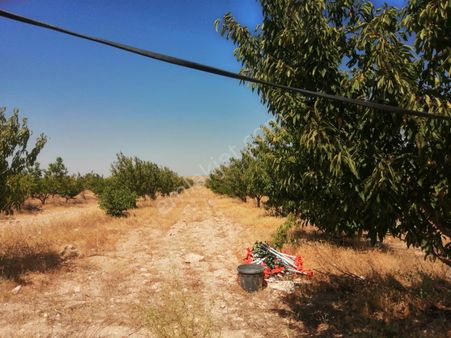 Kaçmaz Emlaktan Yeşilhisar Başköy De Satılık Elma Bahçesi Açıklamaya Bak