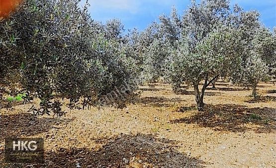 Mugla Mentese Yeşilyurtta 4850m2 Satılık Zeytinlik