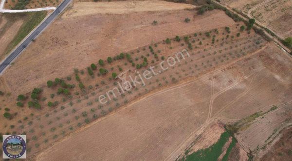 Satılık Fıstık Çamı Tarlası