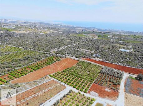 Batısandal Da Satılık Limon Bahçesi