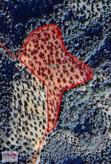 2 Zeytindağ Bergama Da Otobana Komşu Satılık Zeytinlik