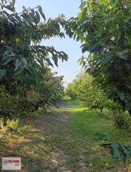 4 İzmir Kemalpaşa Sarılar Köyünde 4250 M2 Eşsiz Fırsat Tarla