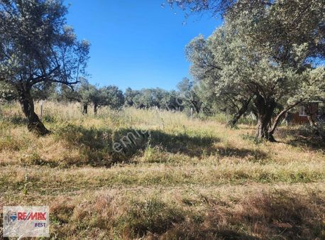 10 Foça Gencelli De Denize Yakın Satılık Tarla